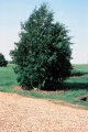 Northern whitecedar (T. occidentalis) Genus: Thuja