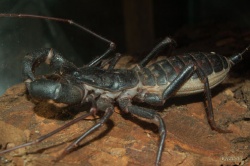 Whipscorpion.jpg