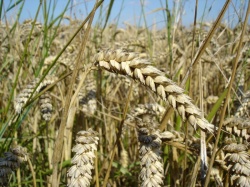 800px-Wheat close-up.jpg