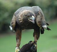 GoldenEagle.jpg