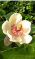 Magnolia (Magnolia × wieseneri) Order: Magnoliales