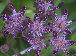 Tricyrtis hirta.jpg