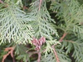 Thuja occidentalis ripe cones.jpg