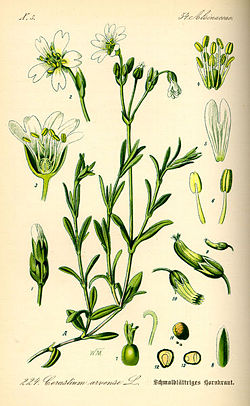 369px-Illustration Cerastium arvense0.jpg