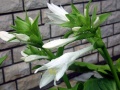 Hosta Tsnena