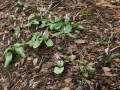 (E. japonicum) Genus: Erythronium