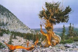 Bristlecone pine Great Basin.jpg