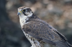 Falco cherrug.jpg