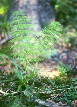 Equisetum sylvaticum.jpg