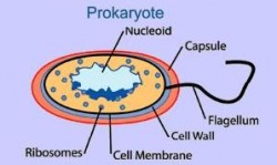 Prokaryotic cells typically are 1 to 10µm in size.