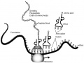 Thumbnail for version as of 04:43, 22 April 2006