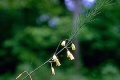 Asparagus (Asparagus officinalis) Order: Liliales