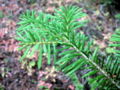 Foliage of the Pacific Silver Fir