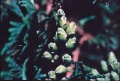 Thuja occidentalis berries.jpg