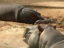 Hippopotamus.jpg