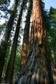 Giant sequoia ( S. giganteum) Genus: Sequoiadendron