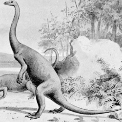 Anchisaurus.jpg