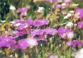 Dianthus alpinus