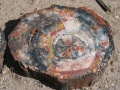 Petrified Wood - Closeup