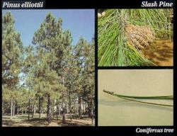 Slash pine.JPG