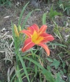 Lily (Hemerocallis fulva var. angustifolia) Family: Hemerocallidaceae