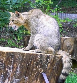 Wildcat.jpg