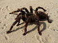 Thumbnail for version as of 01:35, 1 December 2009