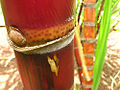 Thumbnail for version as of 19:42, 24 May 2009