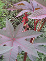 Thumbnail for version as of 04:48, 15 May 2009