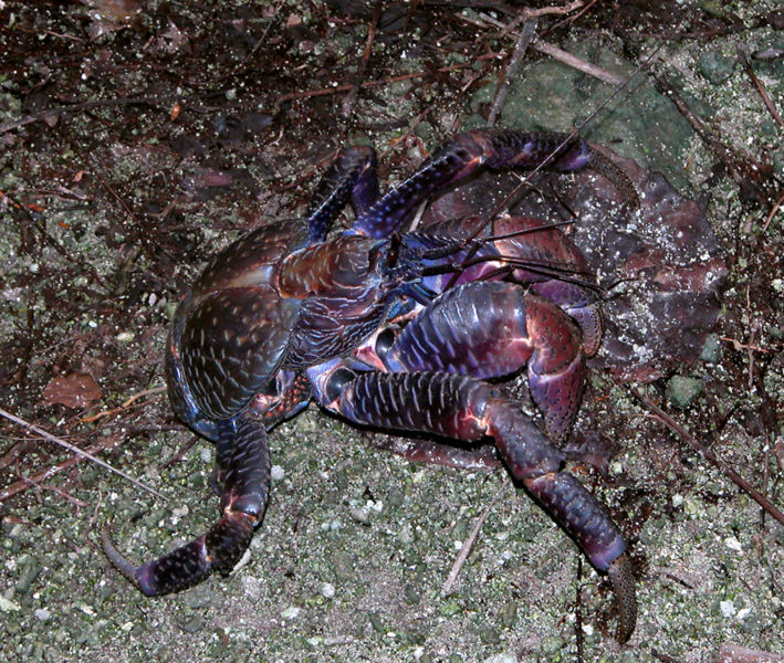 File:CoconutCrab cropped.jpg