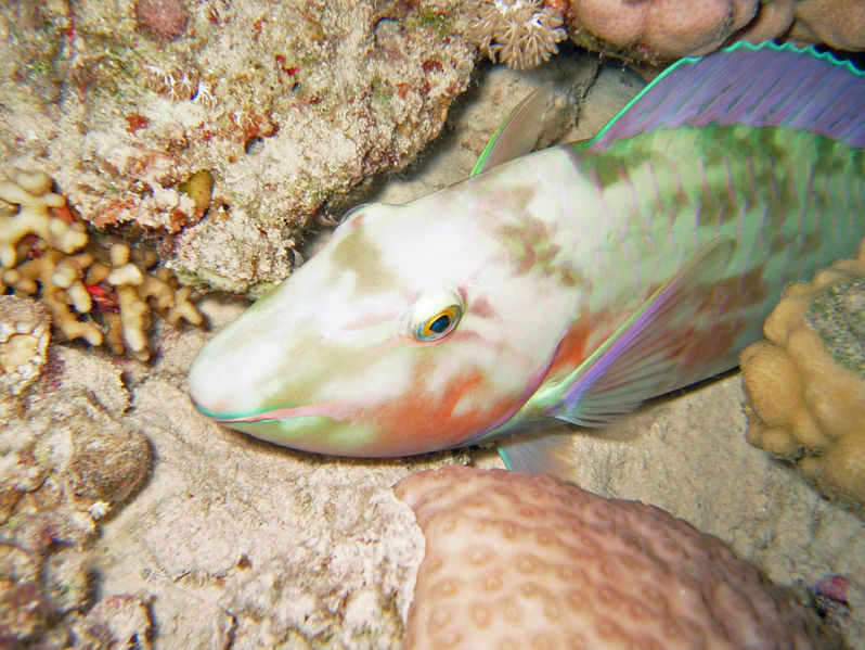 File:Longnose parrotfish.jpg