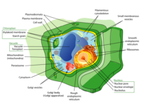 Plant cell structure.png