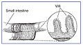 Thumbnail for version as of 06:44, 13 May 2011