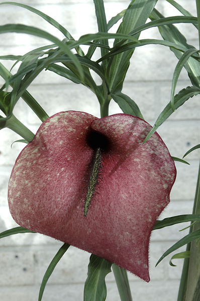 File:Dracunculus muscivorus.jpg