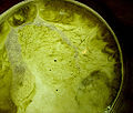 Thumbnail for version as of 09:57, 6 March 2009