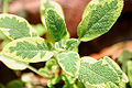 Thumbnail for version as of 23:31, 8 May 2011
