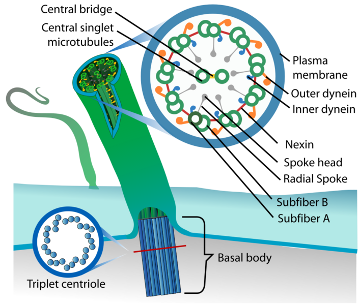File:Cilium anatomy.png