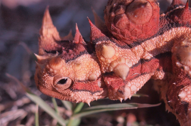 File:Moloch Horridus.jpg