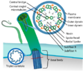 Thumbnail for version as of 12:34, 14 June 2013