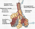 Thumbnail for version as of 01:56, 4 February 2009