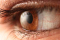 Thumbnail for version as of 07:19, 11 May 2010