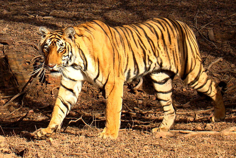 File:Panthera tigris.jpg