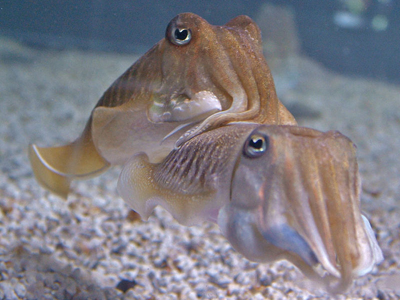 File:Sepia officinalis.jpg
