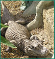 Thumbnail for version as of 03:47, 30 November 2008