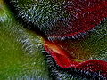 Thumbnail for version as of 04:21, 21 October 2009