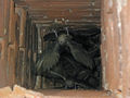 Thumbnail for version as of 03:52, 10 February 2016