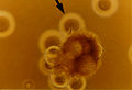 Thumbnail for version as of 20:34, 23 January 2009