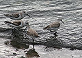 Thumbnail for version as of 00:26, 20 March 2013