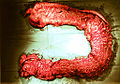 Thumbnail for version as of 02:58, 5 January 2010