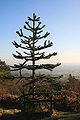 Thumbnail for version as of 03:56, 24 April 2009
